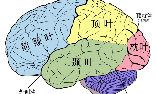 葛根粉价格表及图片-葛根粉价格表网-分享正规葛根粉的价格是多少，葛根粉价格表及图片知识库